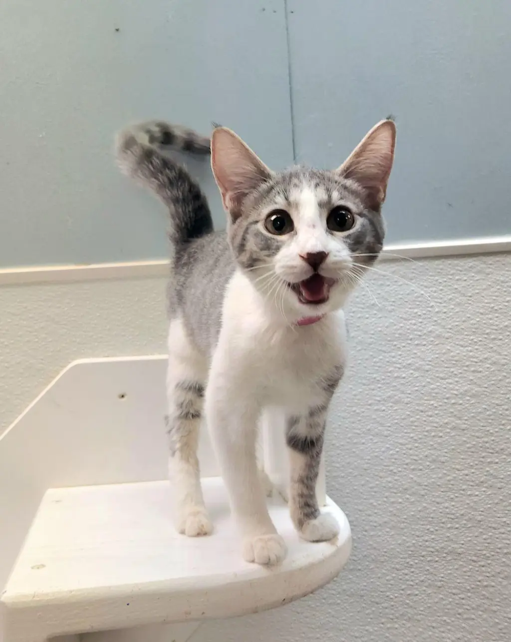 Kitten 27819 (Susie)