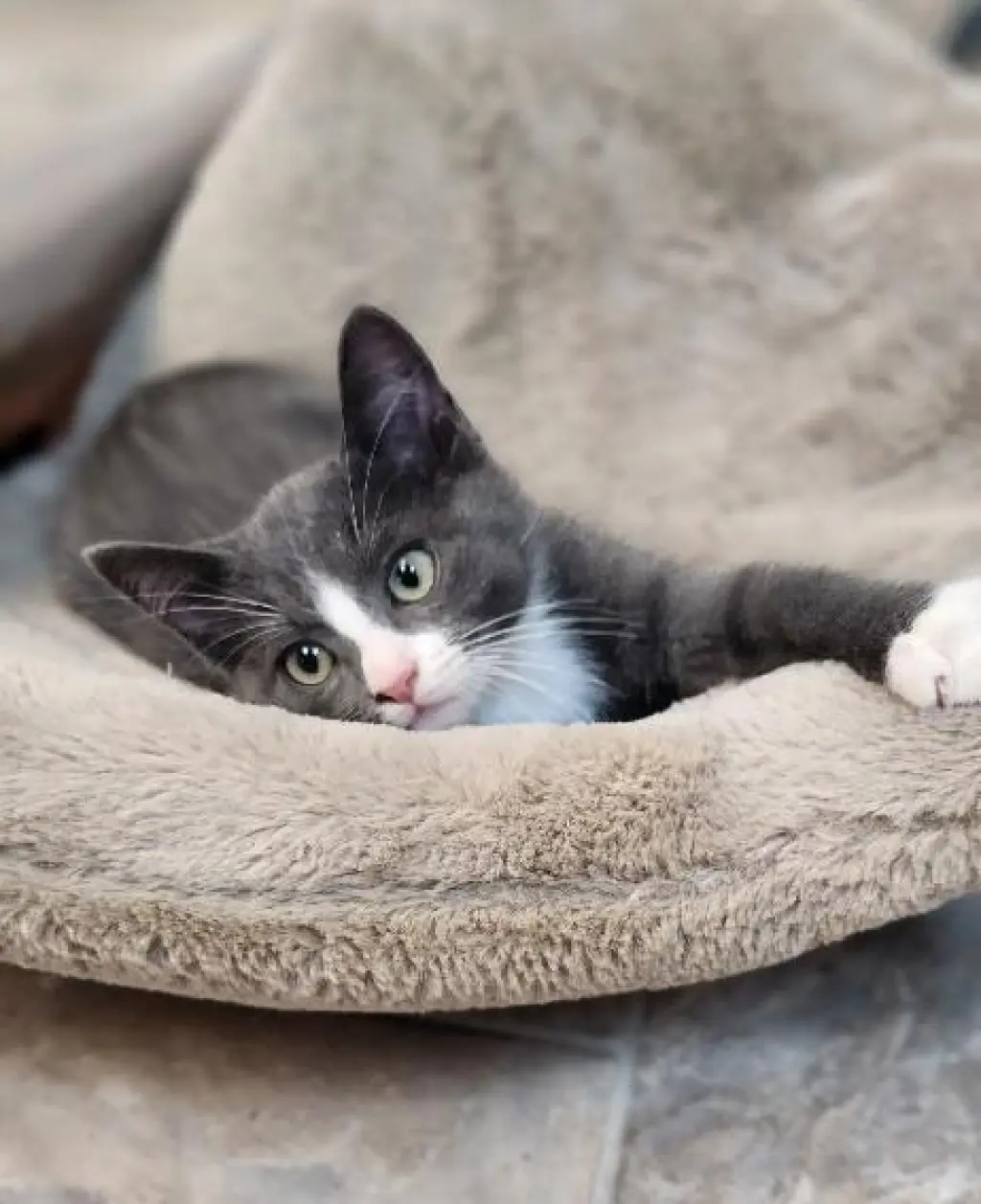 Kitten 27754 (Forest)