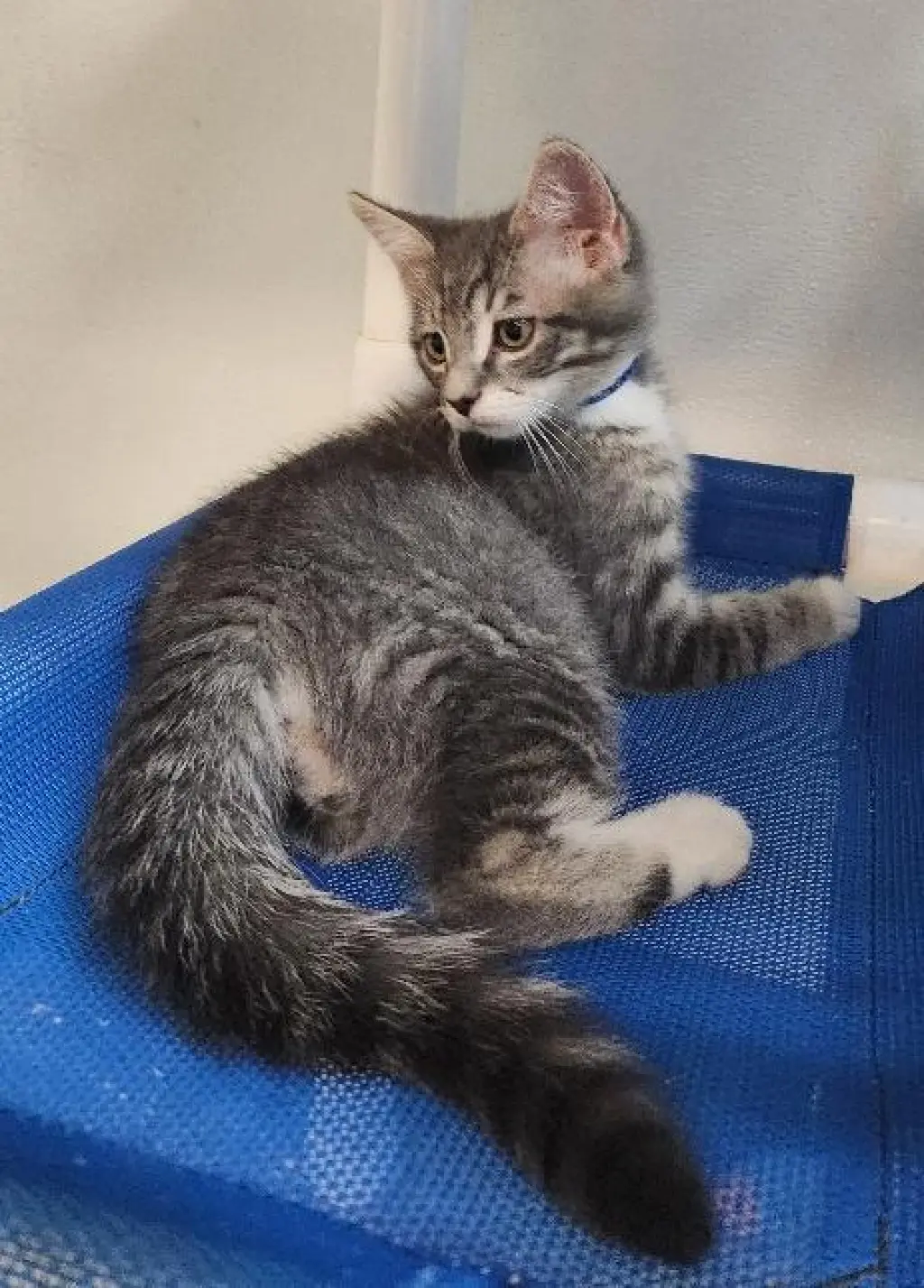 Kitten 27752 (Yosemite)