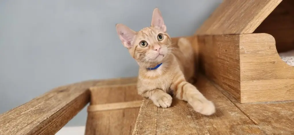 Kitten 27726 (Tigger)