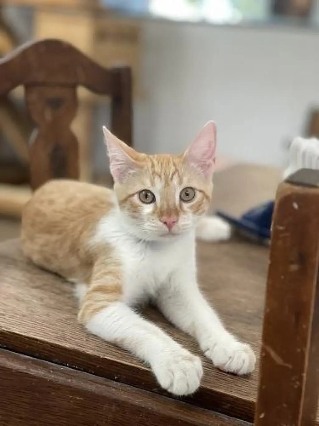 Kitten 27724 (Pooh)
