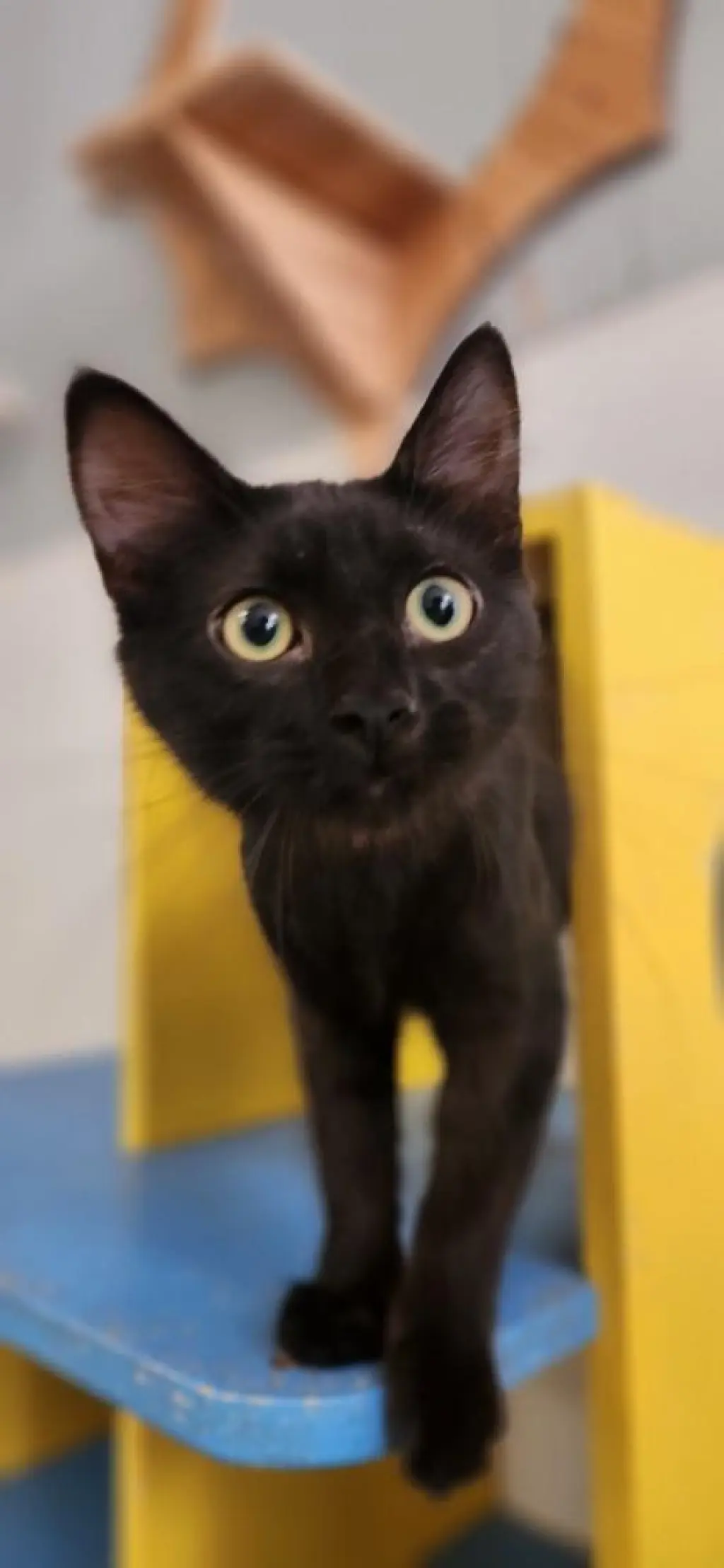 Kitten 27717 (Misty)