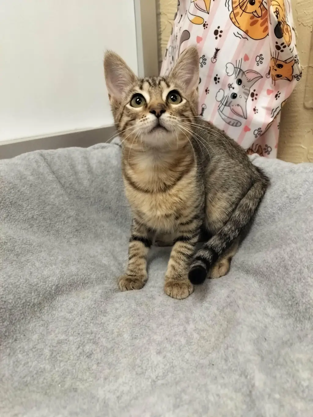 Carmie