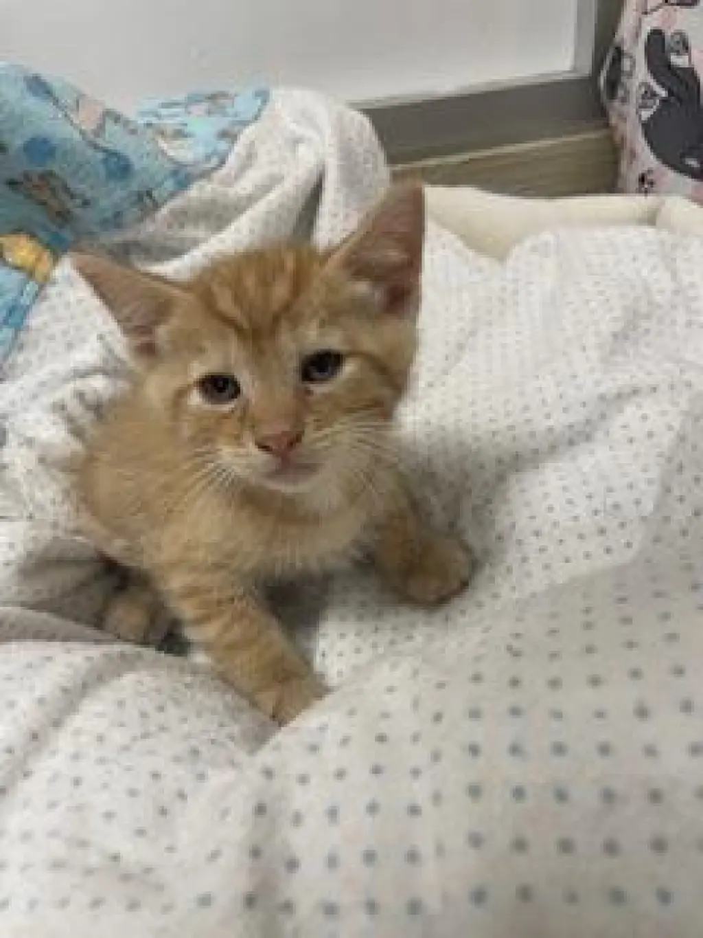 Caramel