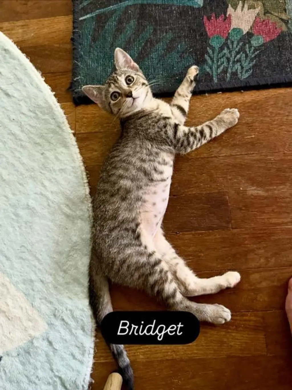 Bridget