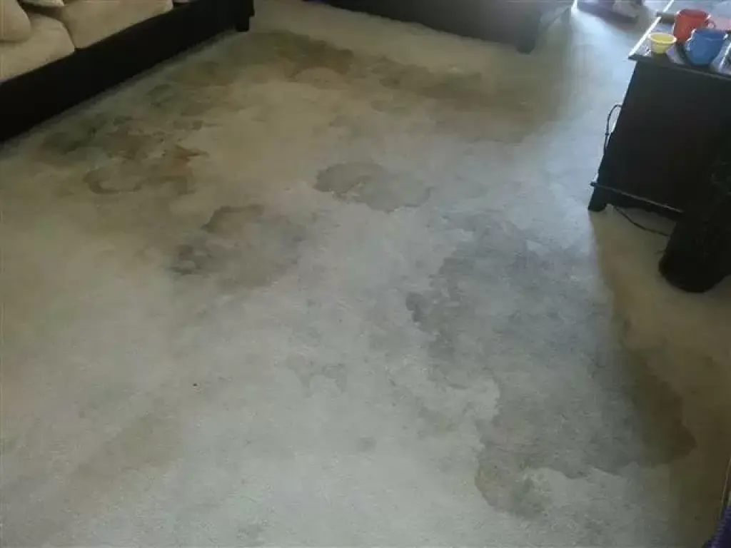 LIMPIEZA PROFUNDA ALFOMBRA $50