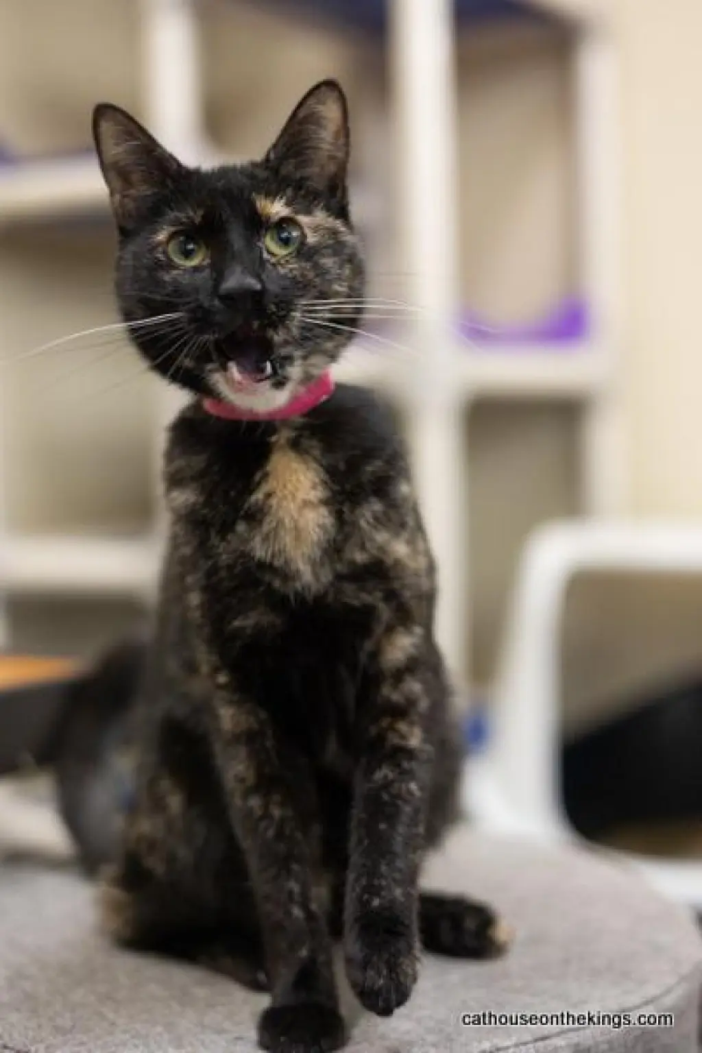Bella the torti