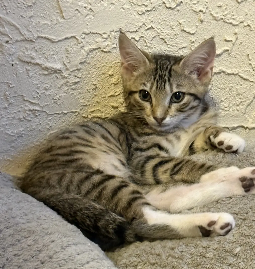 Mocha