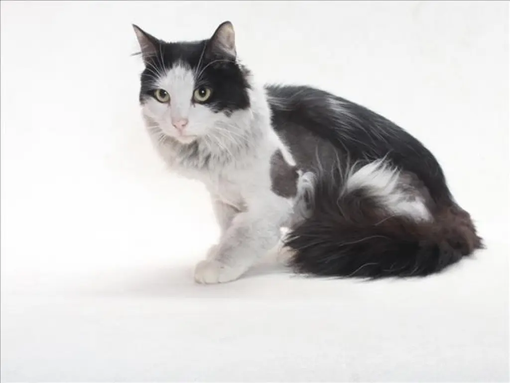 *SYLVESTER