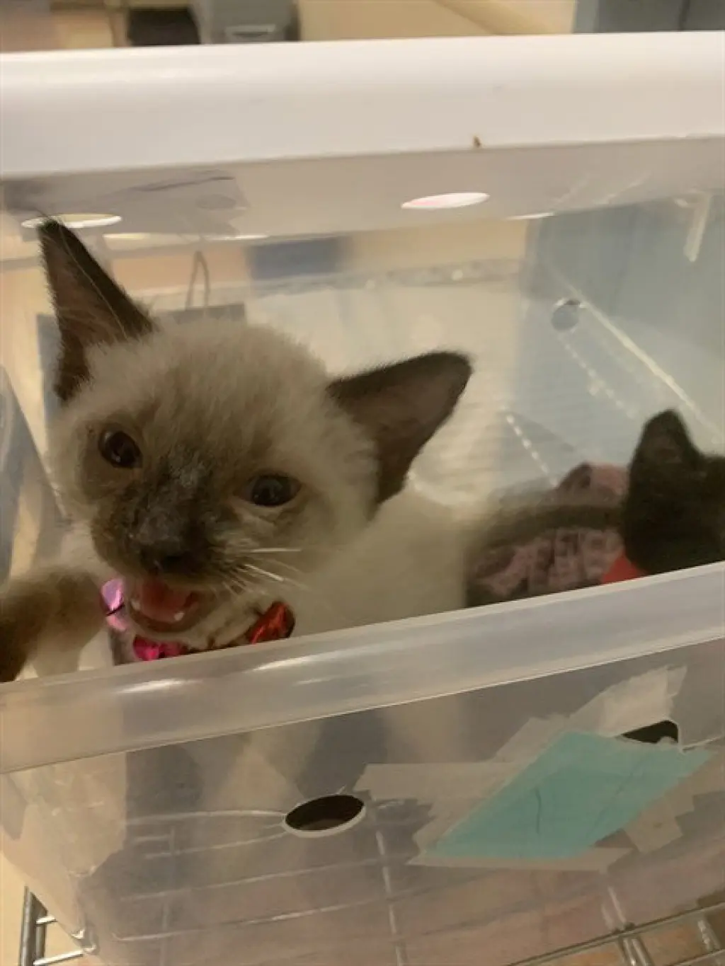 SPARKY