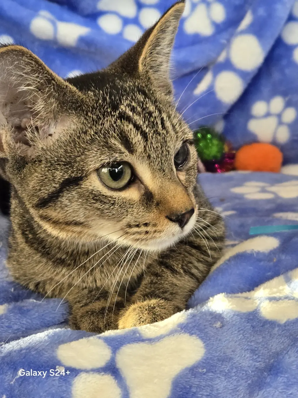 Vivian