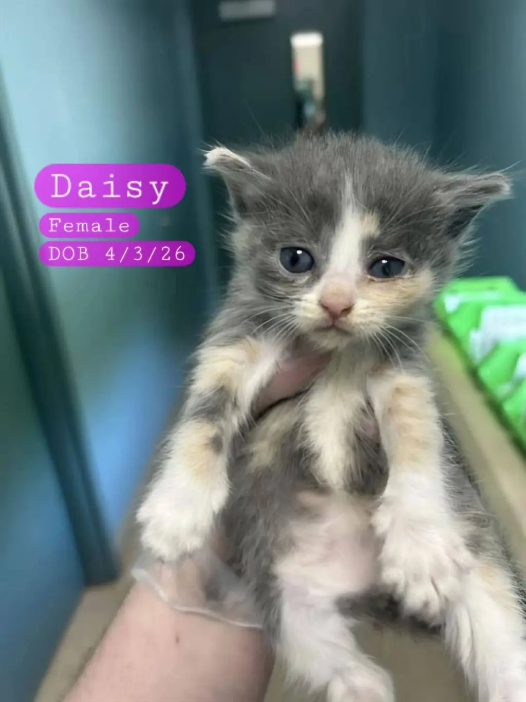 DAISY