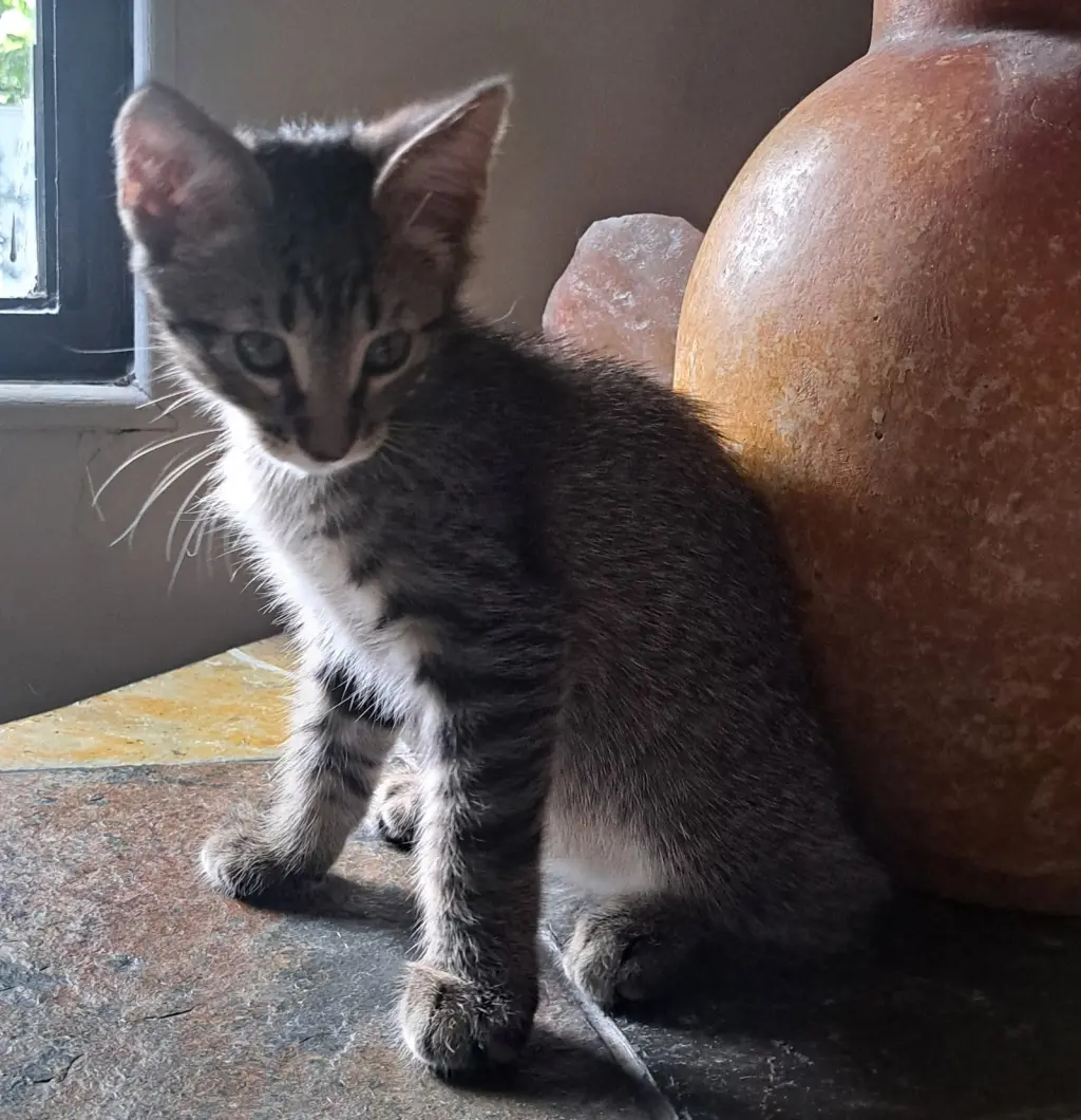 Loki