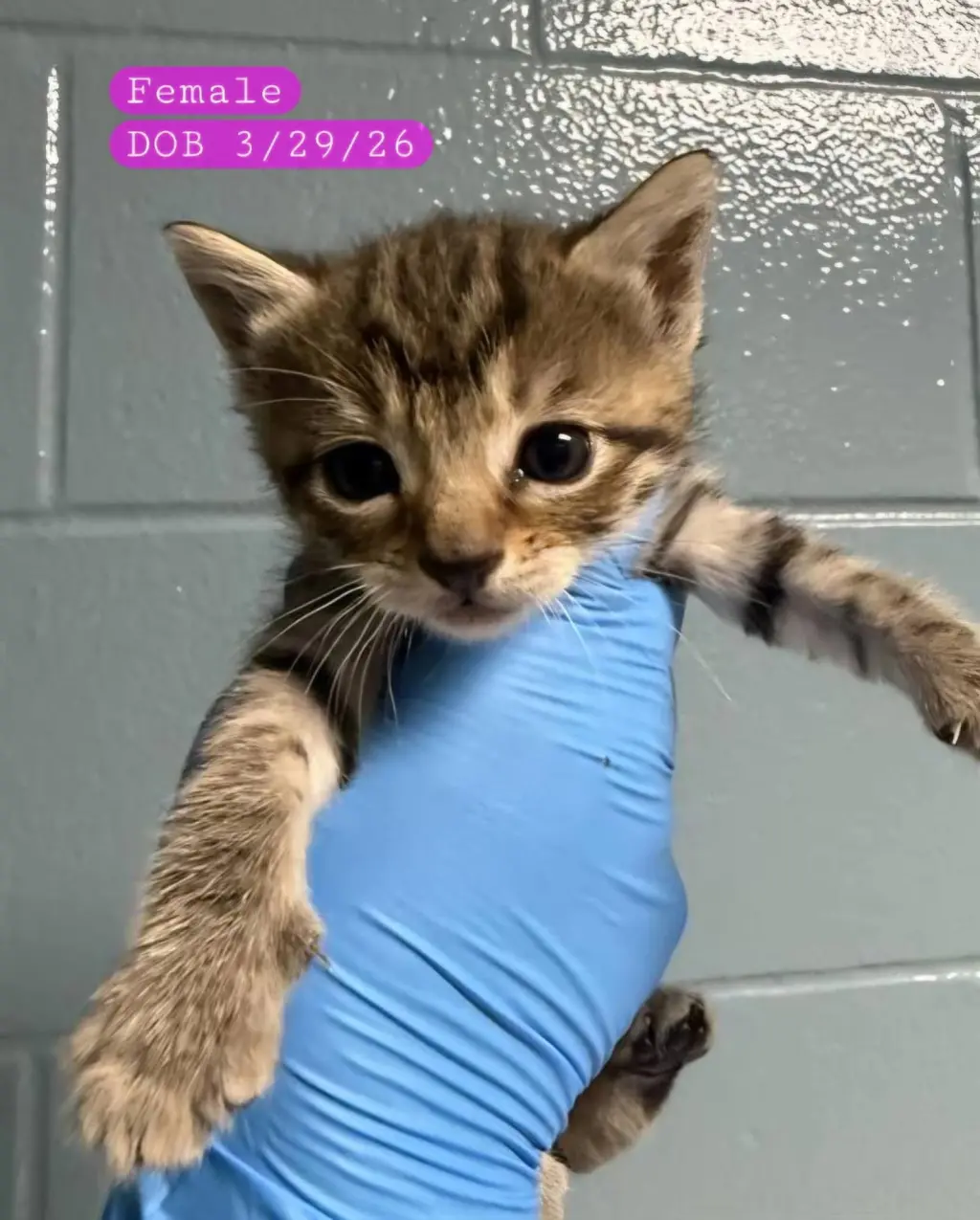MOCHA - TABBY