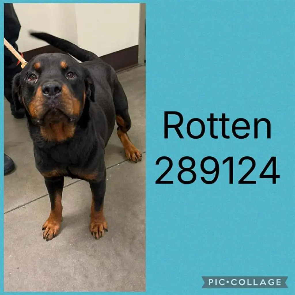 ROTTEN