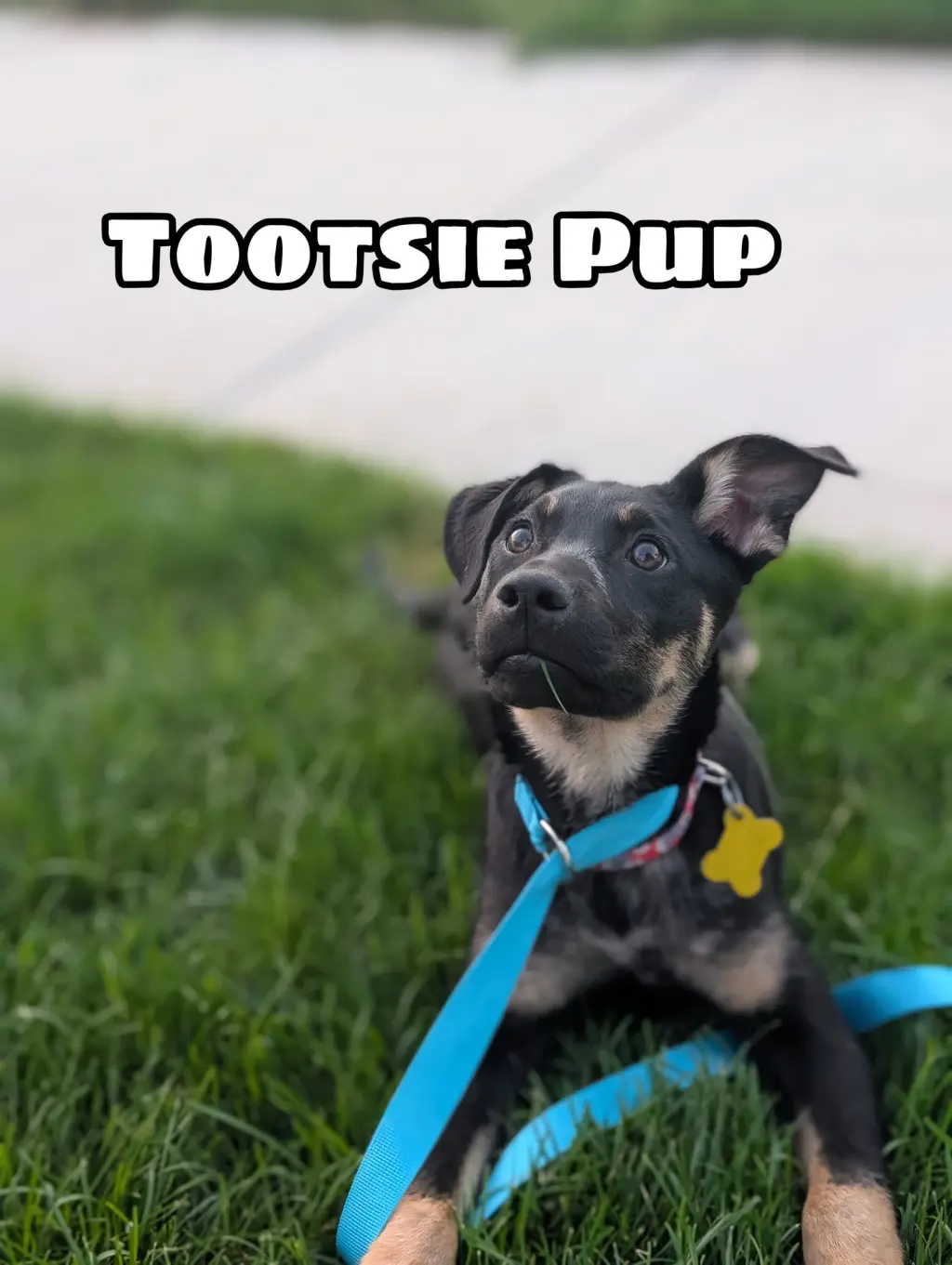 Tootsie Pup