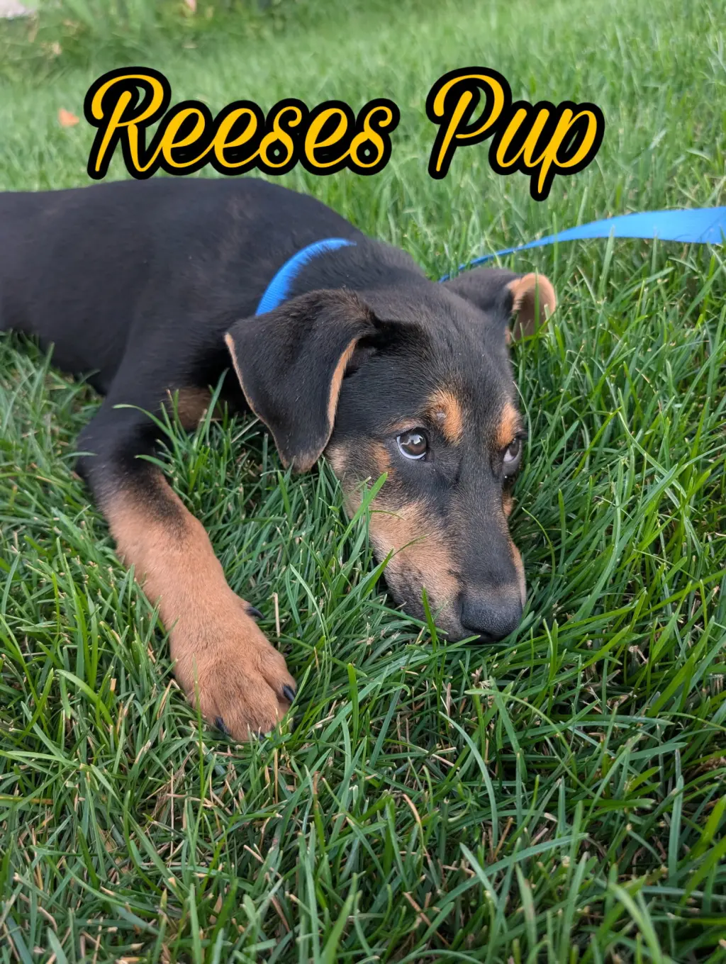 Reeses Pup