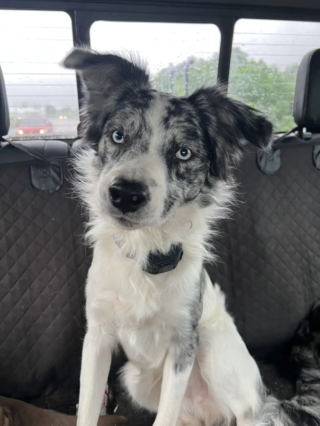 Domino