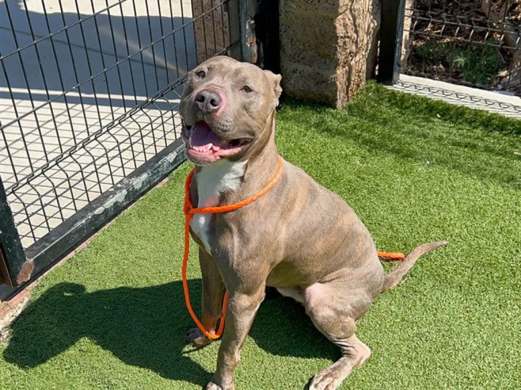 ROO
