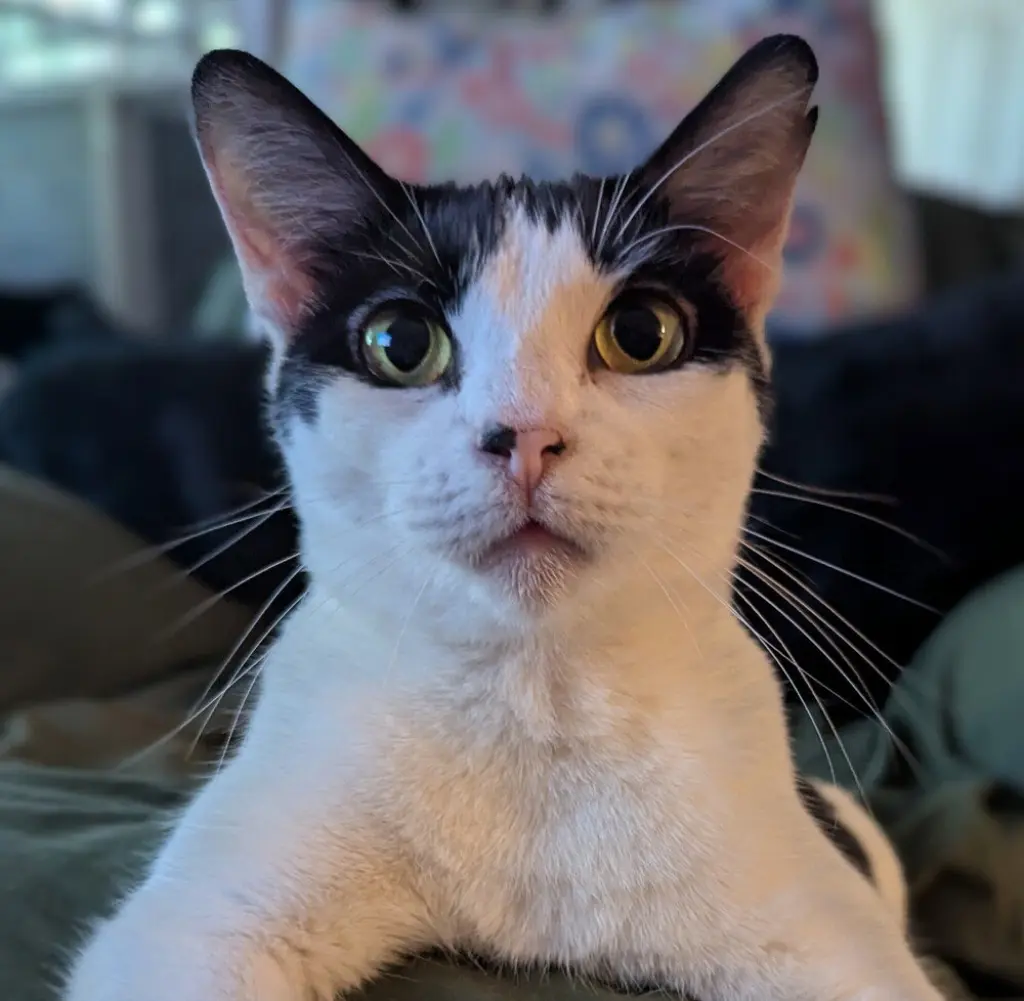 Mew-Mew