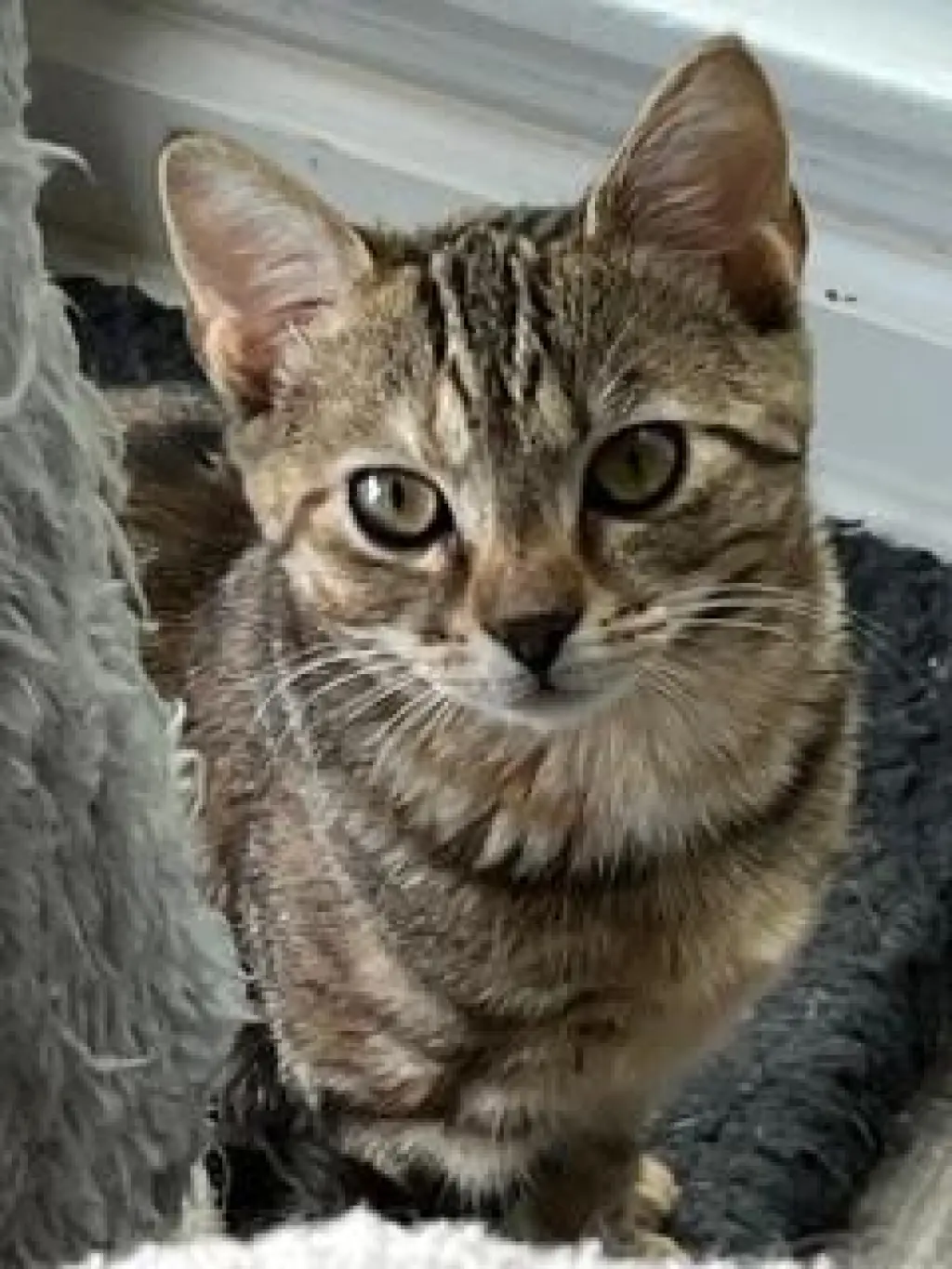 KITTEN SHILO