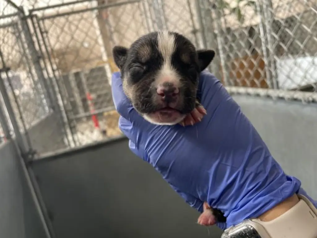 (RESCUE ONLY)(NURSING)