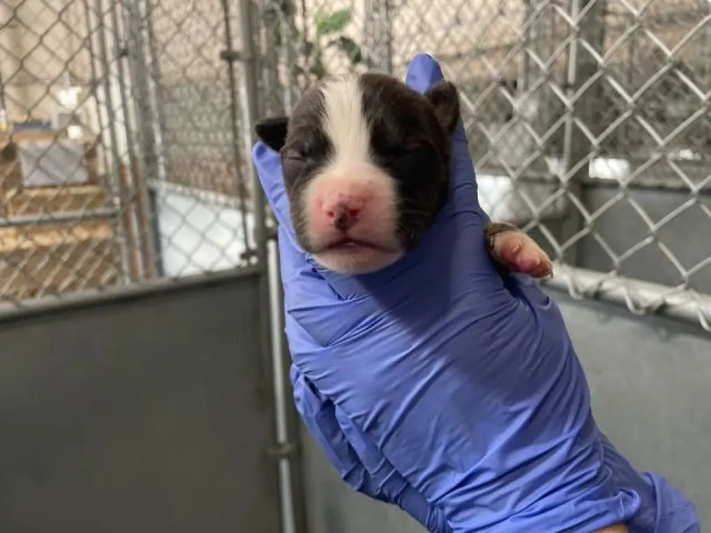 (RESCUE ONLY)(NURSING)