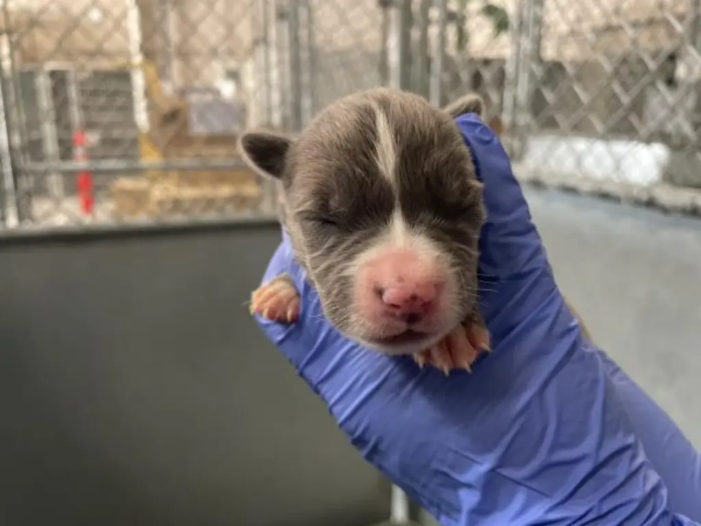 (RESCUE ONLY)(NURSING)