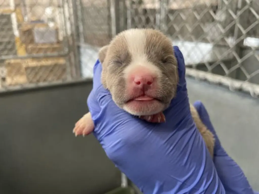 (RESCUE ONLY)(NURSING)