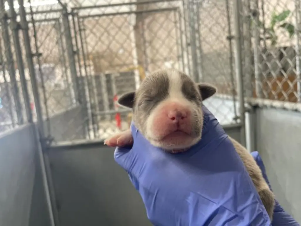 (RESCUE ONLY)(NURSING)