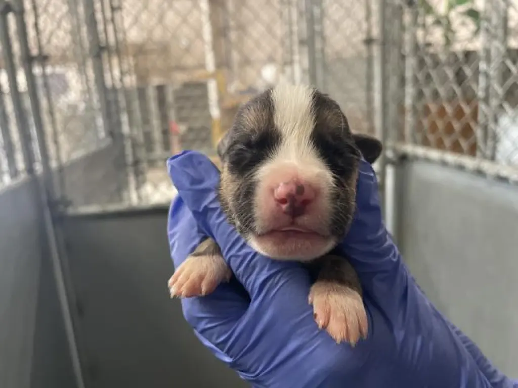 (RESCUE ONLY)(NURSING)