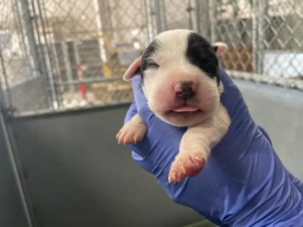 (RESCUE ONLY)(NURSING)