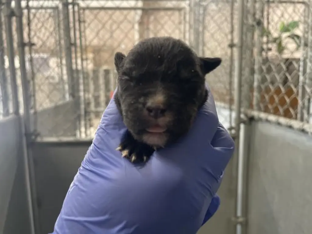 (RESCUE ONLY)(NURSING)