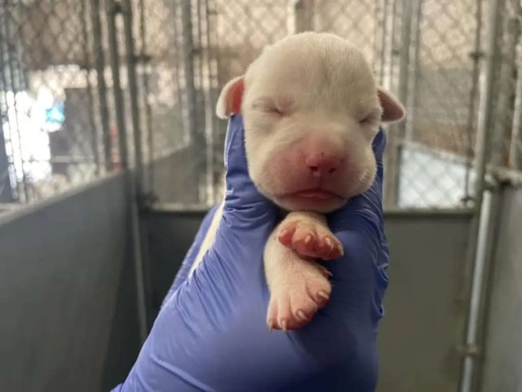 (RESCUE ONLY)(NURSING)