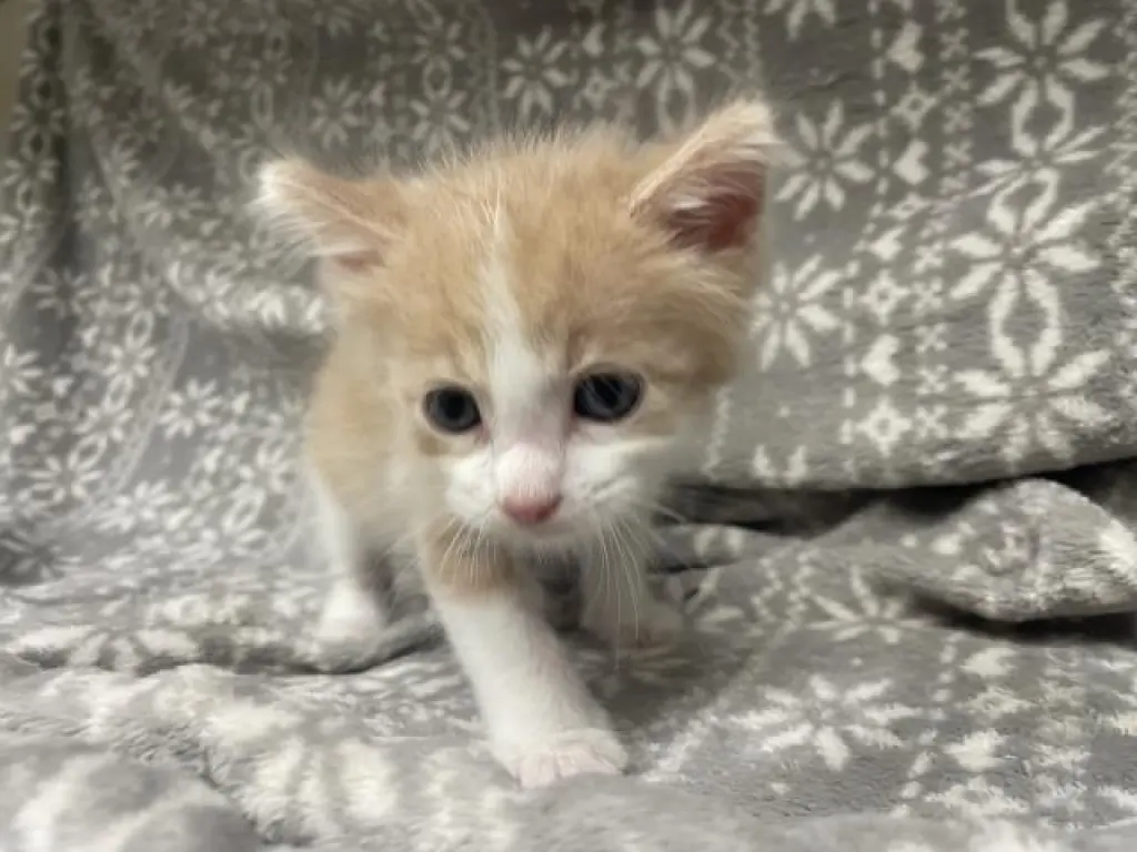 HOOVER (RESCUE ONLY)