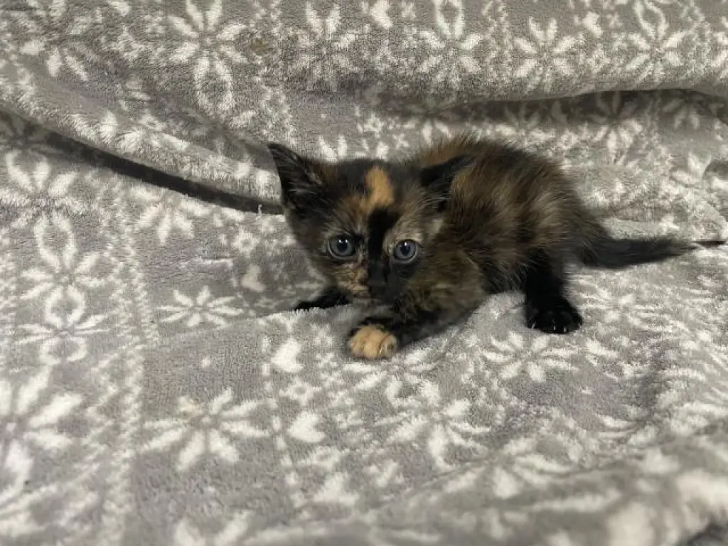 YUGI (RESCUE ONLY)