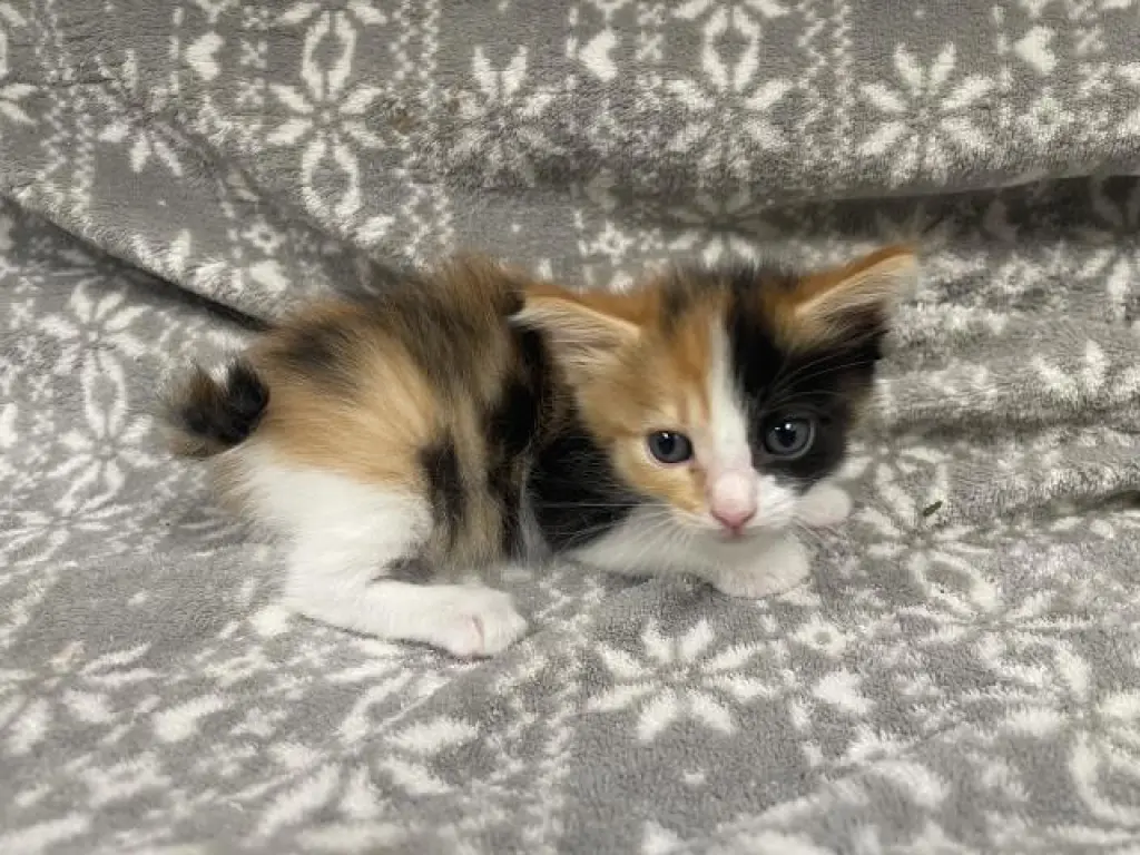 BOB (RESCUE ONLY)