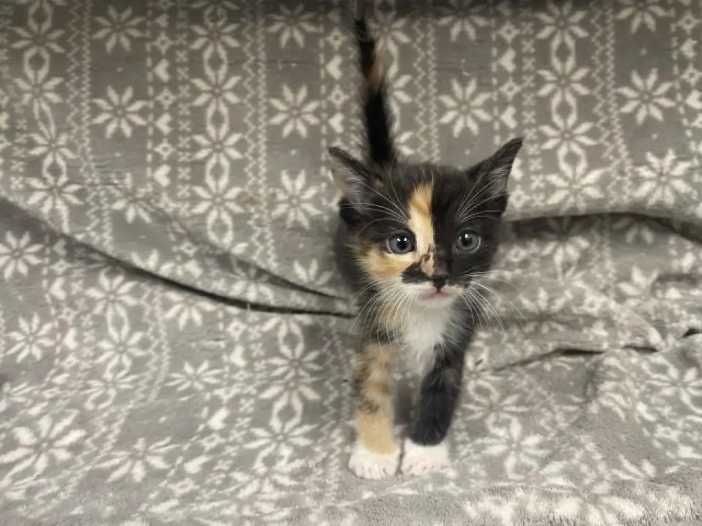 BOO (RESCUE ONLY)