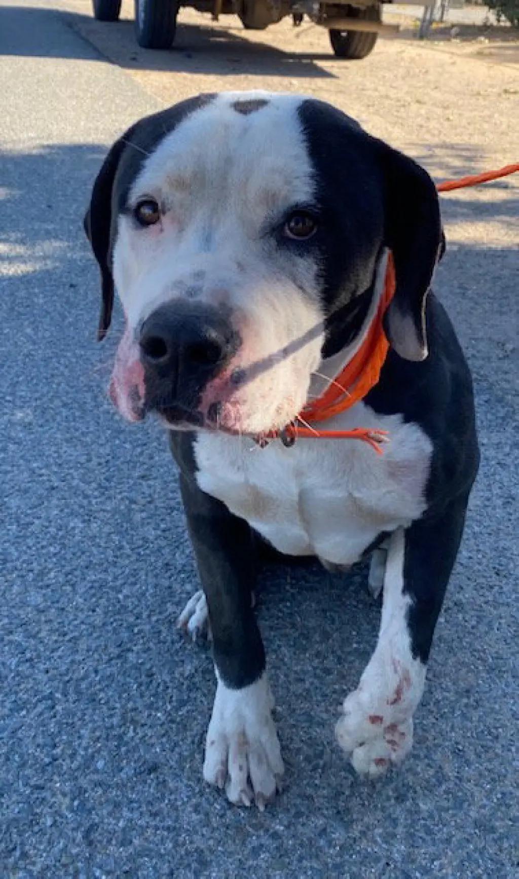 CHANCE (RESCUE ONLY)