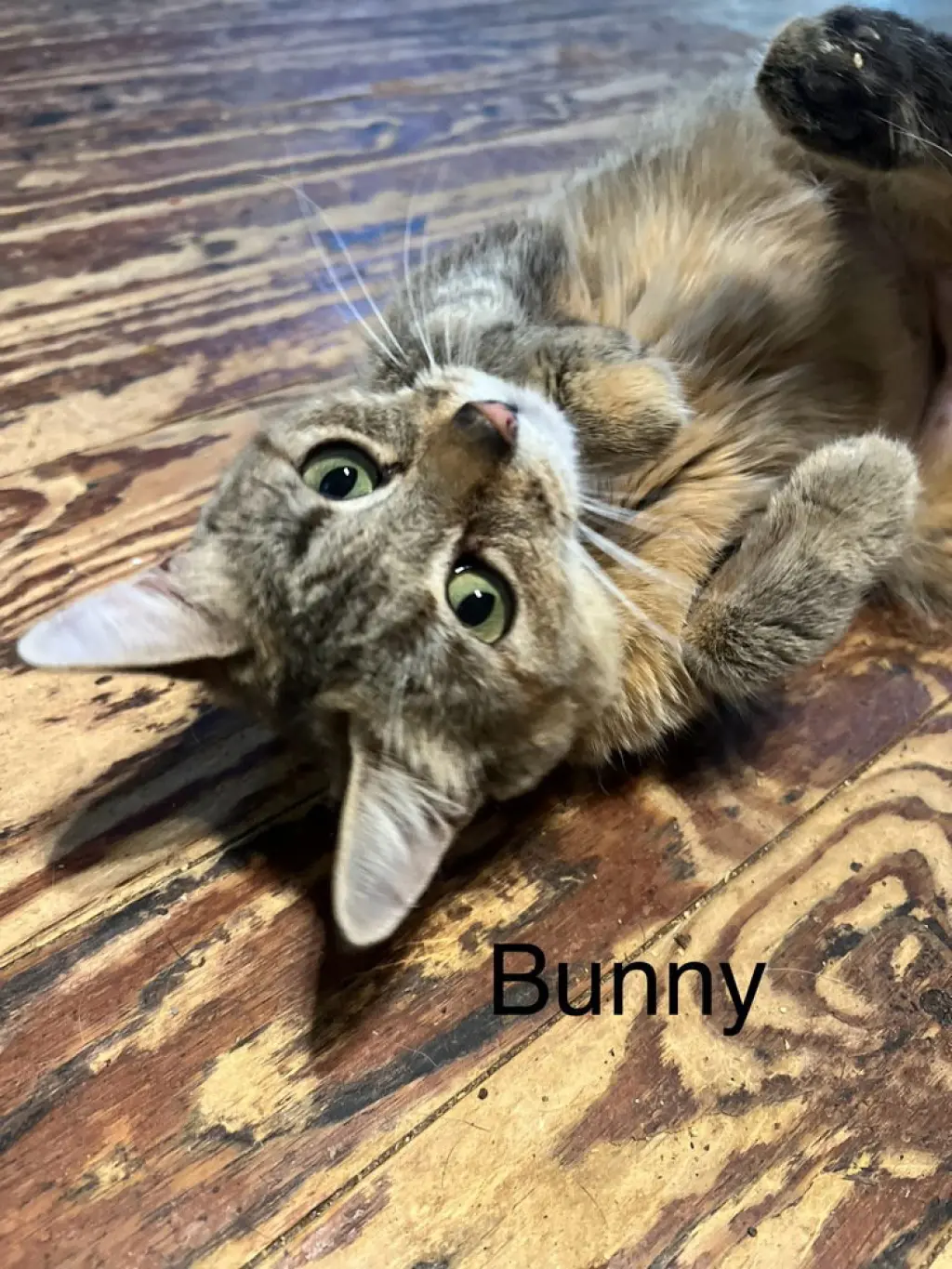 Bunny