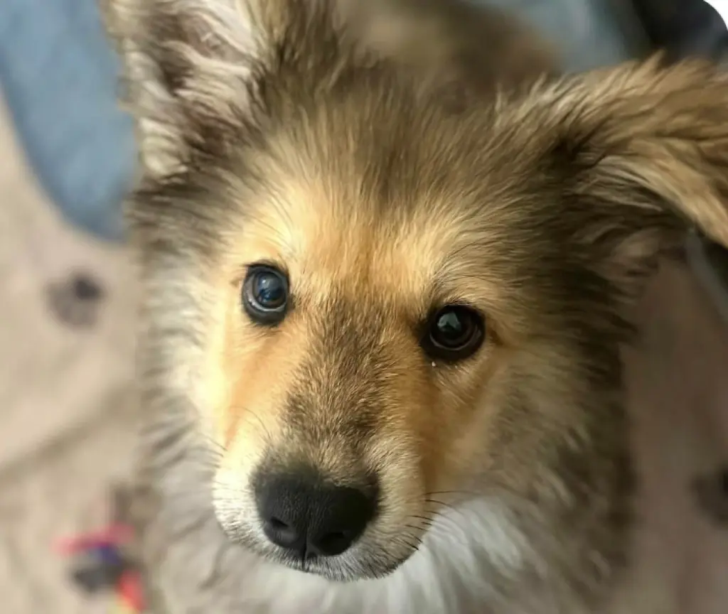 Maverick