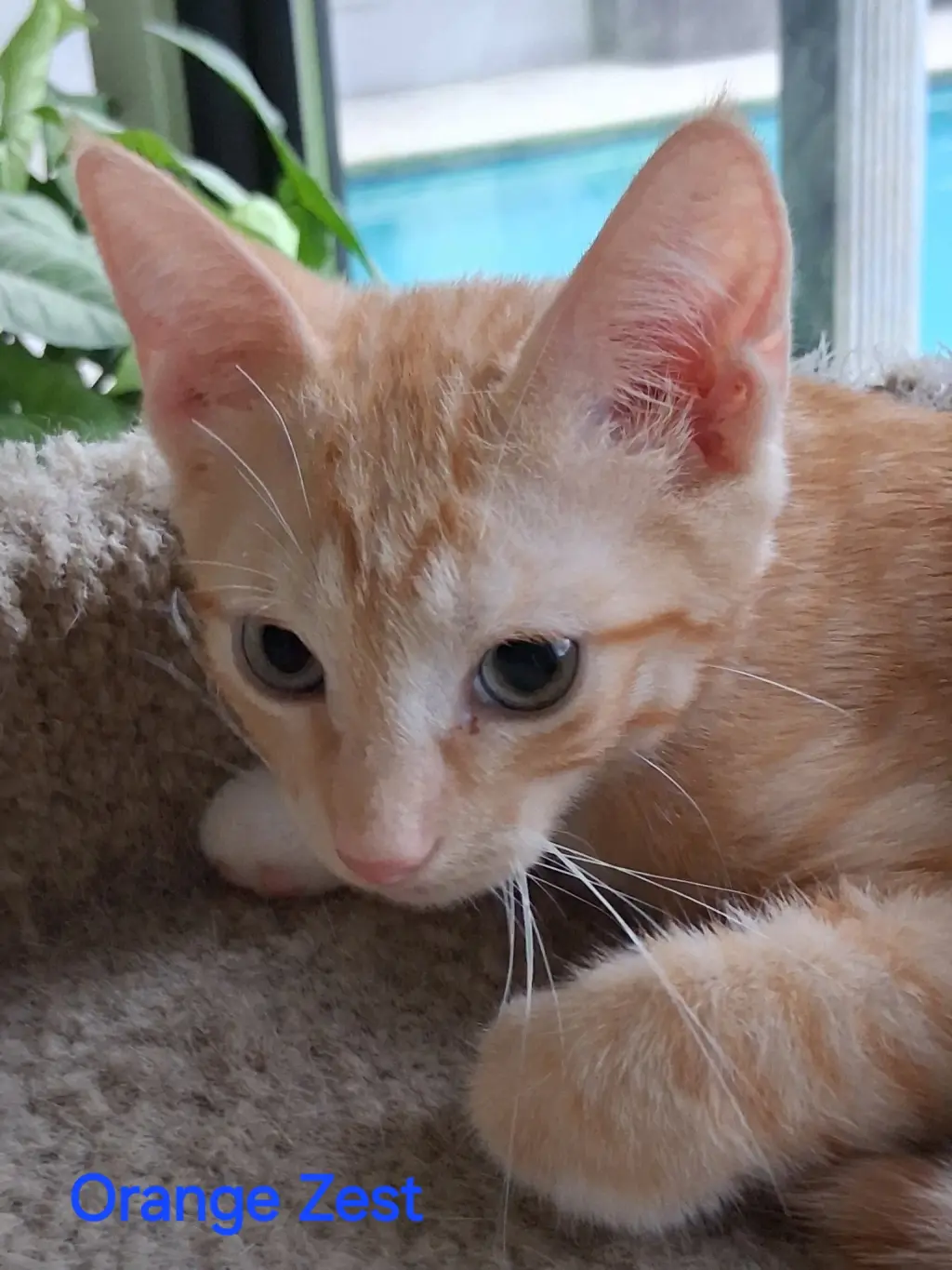 Orange Zest