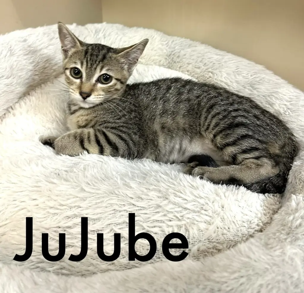 Jujube