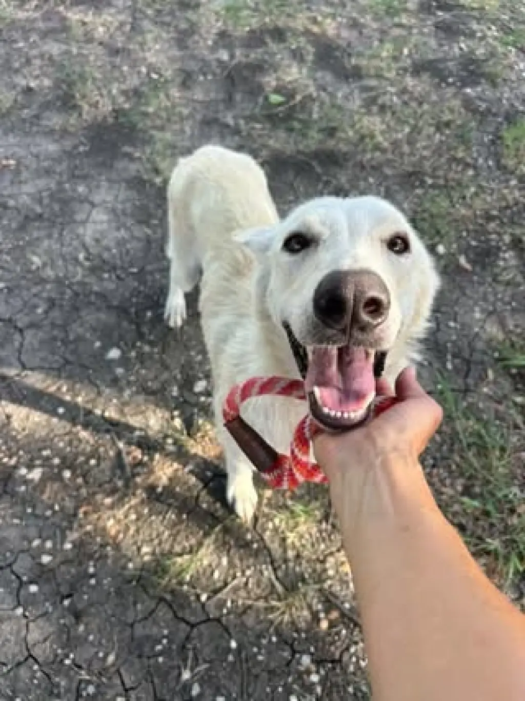 Dulce