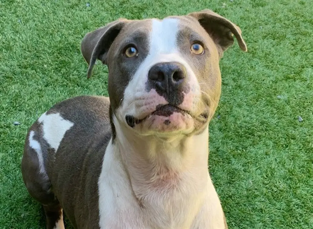 CHICO