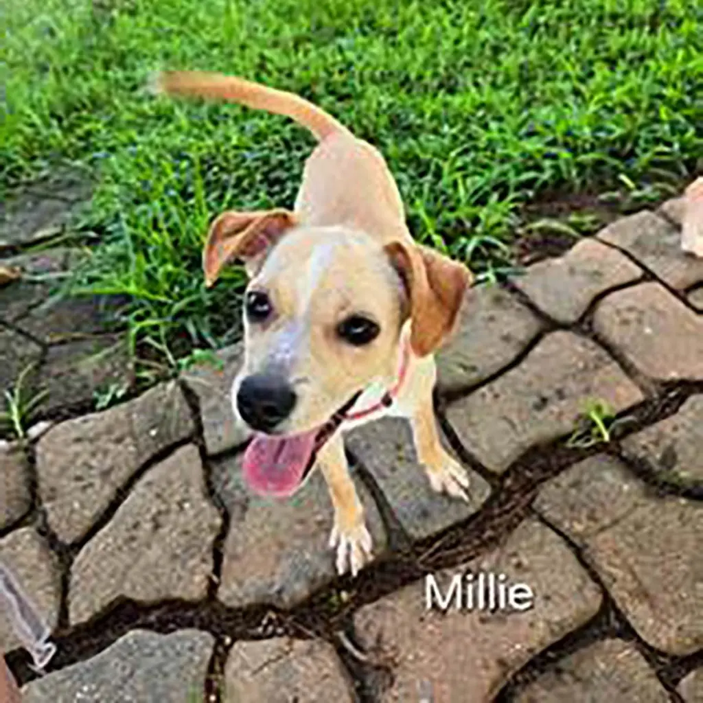 Little Millie
