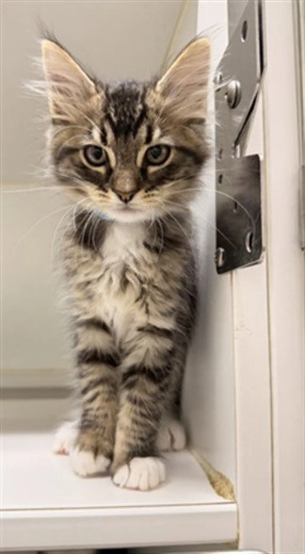REMY