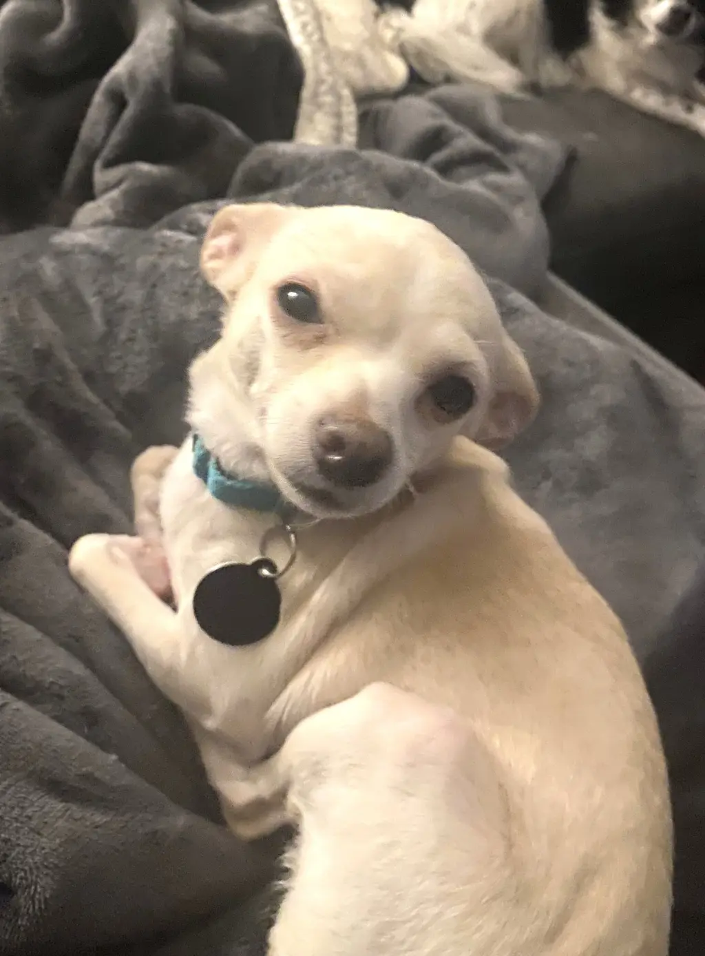 Tina - ADOPTION PENDING!