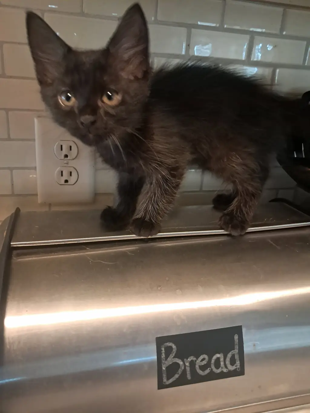BEAR - can barely wait to crawl into your heart!