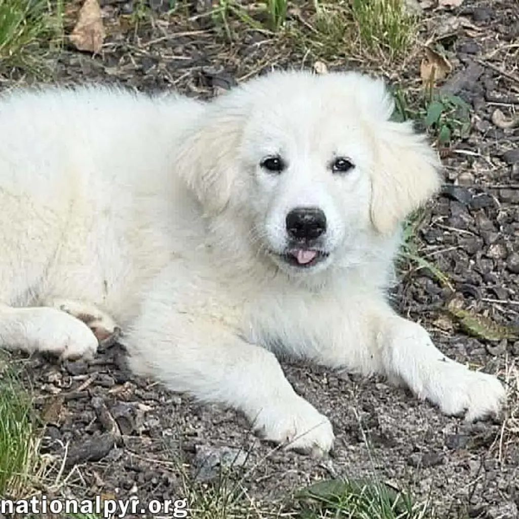 Skadi in OH - Curious & Playful!